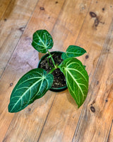 Anthurium villenaorum - Plant Daddy