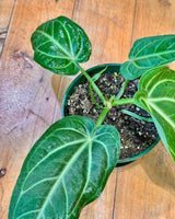 Anthurium villenaorum - Plant Daddy