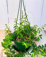 Aeschynanthus ‘Curly’ (Lipstick plant) - Plant Daddy