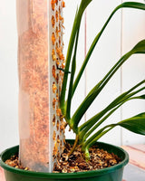 Glory Pole- Grow pole - Plant Daddy