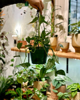 Monstera siltepecana ‘Ecuador’ - Plant Daddy