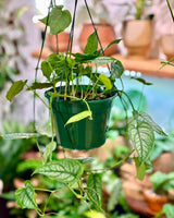 Monstera siltepecana ‘Ecuador’ - Plant Daddy