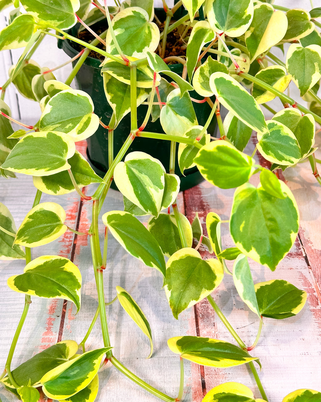 Variegted Cupid peperomia is a trailing plant with gorgeous heart