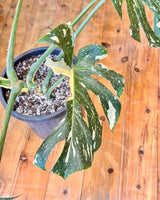 Jumbo Monstera ‘Thai Constellation’ - Plant Daddy