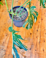 Jumbo Monstera ‘Thai Constellation’ - Plant Daddy