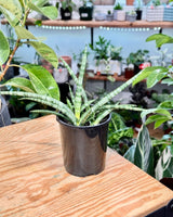 Sansevieria cylindrica - Plant Daddy