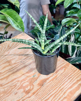 Sansevieria cylindrica - Plant Daddy
