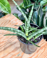 Sansevieria cylindrica - Plant Daddy