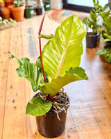Anthurium hookerii 'Pink Ruffles' - Plant Daddy