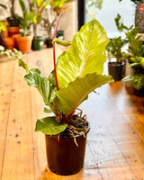 Anthurium hookerii 'Pink Ruffles' - Plant Daddy