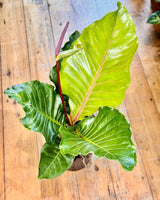 Anthurium hookerii 'Pink Ruffles' - Plant Daddy