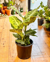 Dieffenbachia 'Reflector' - Plant Daddy