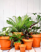 Eurocotta Terracotta Pot and Saucer - Plant Daddy