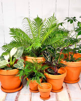 Eurocotta Terracotta Pot and Saucer - Plant Daddy