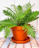 Eurocotta Terracotta Pot and Saucer - Plant Daddy