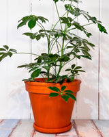 Eurocotta Terracotta Pot and Saucer - Plant Daddy