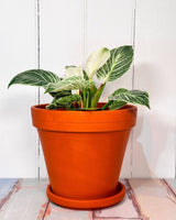 Eurocotta Terracotta Pot and Saucer - Plant Daddy