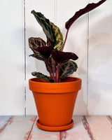 Eurocotta Terracotta Pot and Saucer - Plant Daddy