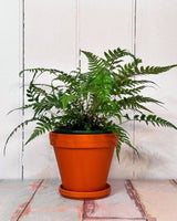 Eurocotta Terracotta Pot and Saucer - Plant Daddy