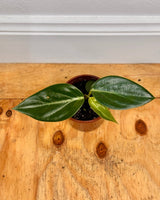 Peperomia ‘Xiang Cao' - Plant Daddy