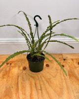 Nephrolepis cordifolia ‘Duffii’ - Plant Daddy