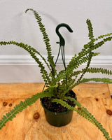 Nephrolepis cordifolia ‘Duffii’ - Plant Daddy
