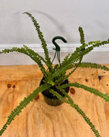 Nephrolepis cordifolia ‘Duffii’ - Plant Daddy