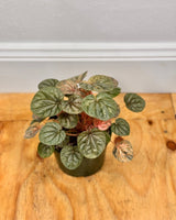 Peperomia ‘Pink Lady’ - Plant Daddy