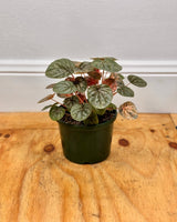 Peperomia ‘Pink Lady’ - Plant Daddy