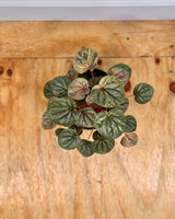 Peperomia ‘Pink Lady’ - Plant Daddy