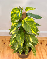 Epipremnum aureum (Devils Ivy/Golden Pothos) on Totem - Plant Daddy