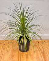 Beaucarnea recurvata (Ponytail Palm) - Plant Daddy