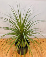 Beaucarnea recurvata (Ponytail Palm) - Plant Daddy
