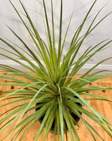 Beaucarnea recurvata (Ponytail Palm) - Plant Daddy