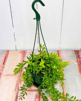 Aeschynanthus sp - Plant Daddy
