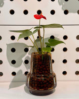 Lamp Light Glass Vase - Plant Daddy