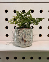 Coastal Ceramic Pot - Plant Daddy