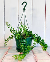 Aeschynanthus ‘Curly’ (Lipstick plant) - Plant Daddy