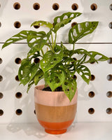 Neo Ceramic Pot - Plant Daddy