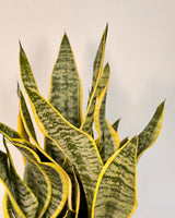 Sansevieria trifasciata 'Superba' - Plant Daddy