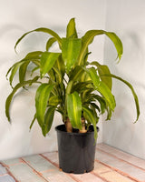 Dracaena fragrans ‘Massangeana’ - Plant Daddy