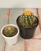 Echinocactus grusonii (Golden Barrel Cactus) - Plant Daddy