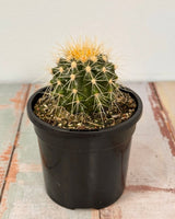 Echinocactus grusonii (Golden Barrel Cactus) - Plant Daddy