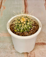 Echinocactus grusonii (Golden Barrel Cactus) - Plant Daddy