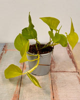 Epipremnum aureum ‘Neon’ (Goldilocks Pothos) - Plant Daddy