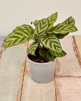 Calathea louisae ‘Freddy’ - Plant Daddy