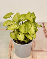 Syngonium ‘Pixie’ - Plant Daddy