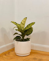 Breezy Lightweight Barrel Pot - Plant Daddy