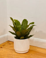 Breezy Lightweight Barrel Pot - Plant Daddy