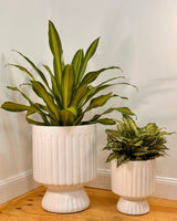 Breezy Lightweight Pillar Pot - Plant Daddy